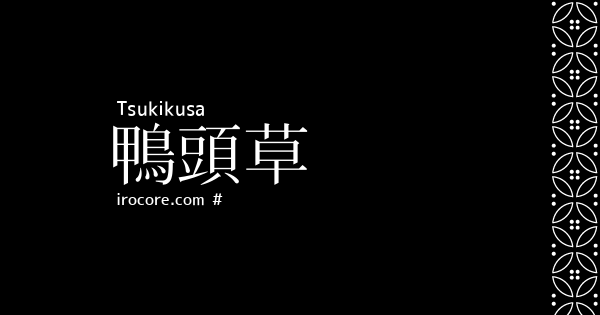 鴨頭草