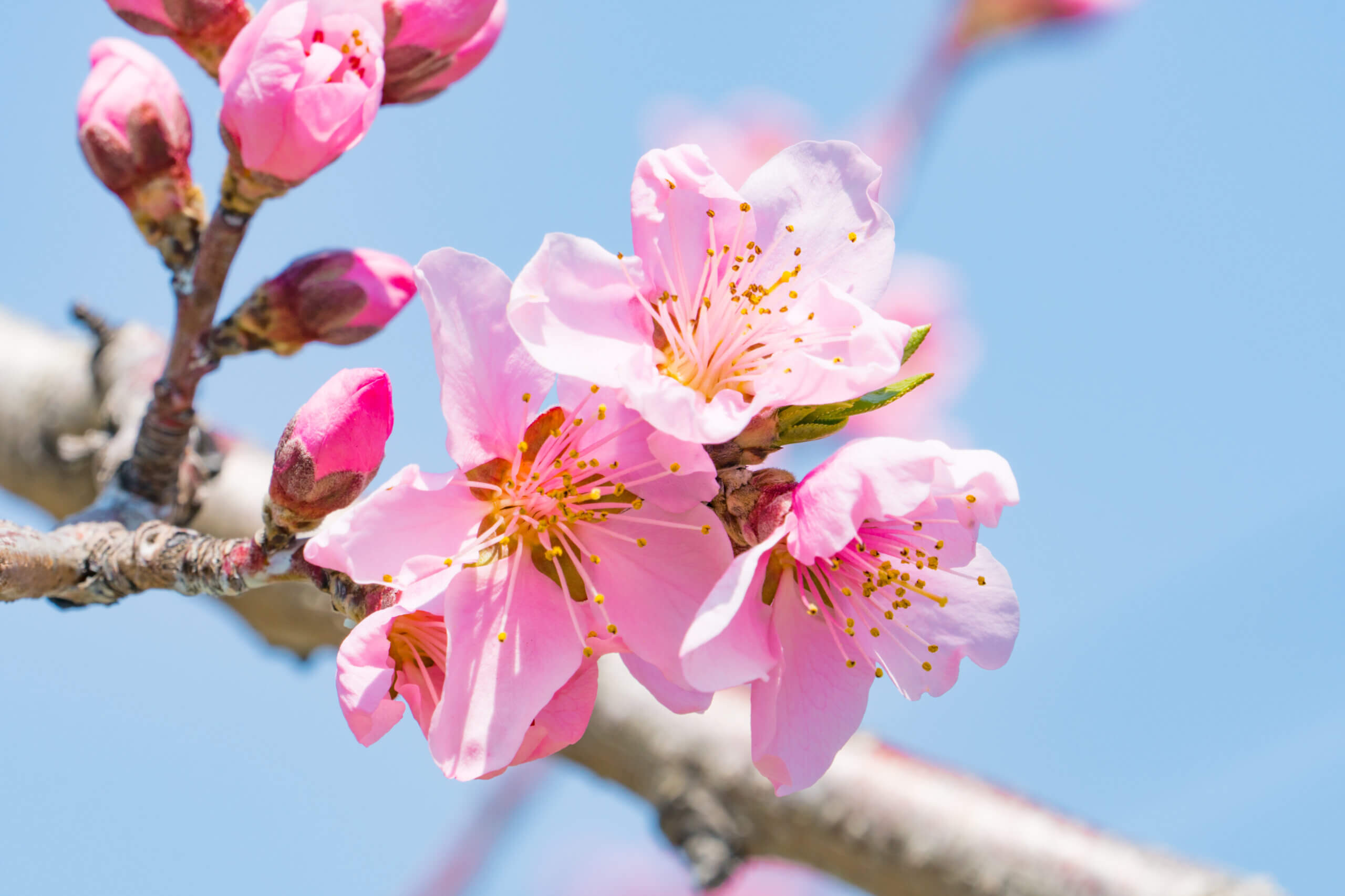 桃の花