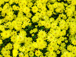 黄色の菊